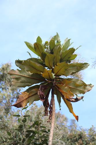 Bocconia integrifolia, photograph 3