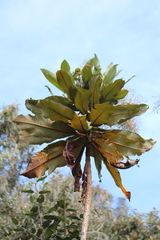 (c) GERMAN LEONEL SARMIENTO CRUZ, some rights reserved (CC BY) Bocconia integrifolia, photograph (c) GERMAN LEONEL SARMIENTO CRUZ, some rights reserved (CC BY)