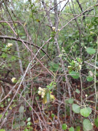 Baccharis quitensis observed 2023-11-24