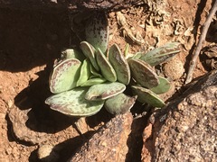Adromischus trigynus