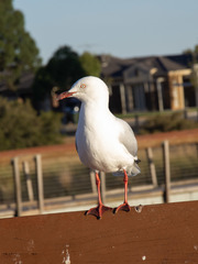 Chroicocephalus novaehollandiae