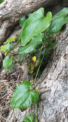 Aristolochia sempervirens