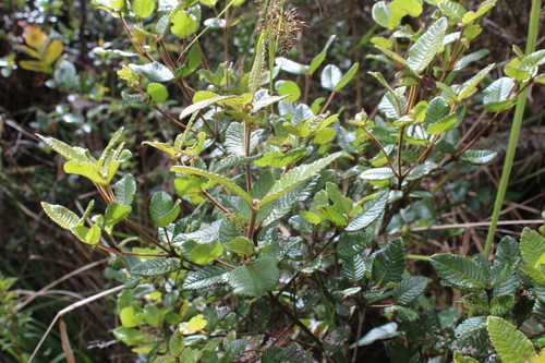 Weinmannia rollottii