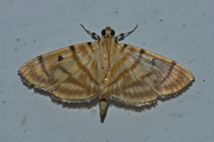 Notarcha tigrina