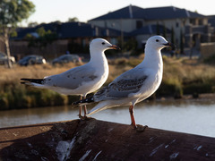 Chroicocephalus novaehollandiae