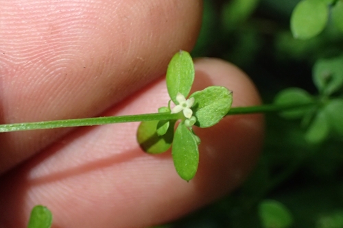 Image of Galium propinquum by (c) Oscar Dove, some rights reserved (CC BY)
