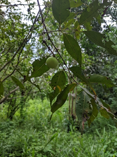 Foto de Camu-camu