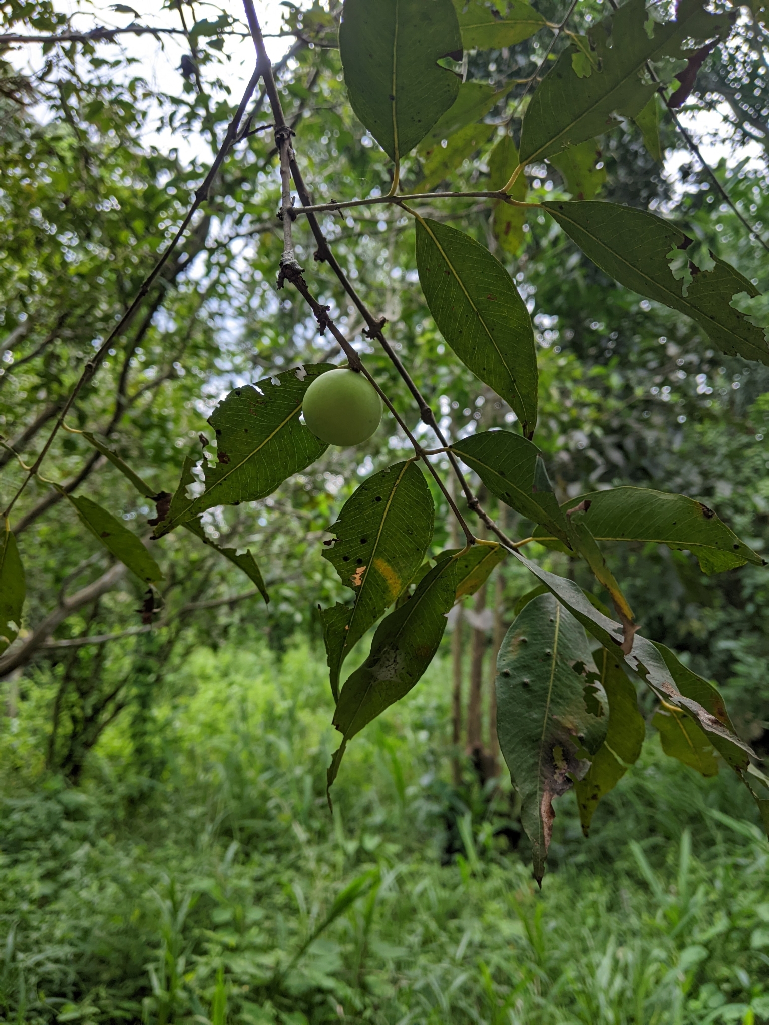 Imagem de Camu-camu