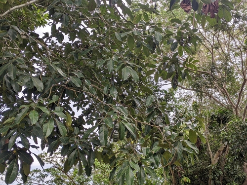 Foto de Camu-camu