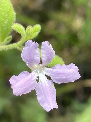Coopernookia chisholmii