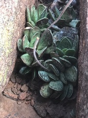 Adromischus trigynus
