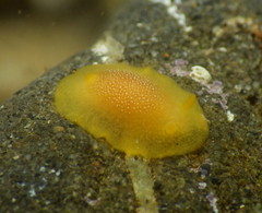 Doriopsilla gemela