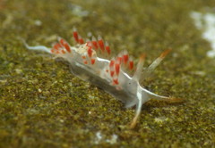 Coryphella cooperi