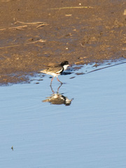 Erythrogonys cinctus
