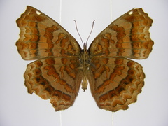 Ariadne enotrea suffusa