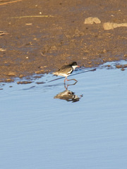 Erythrogonys cinctus