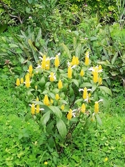 Pachystachys lutea