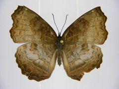 Ariadne enotrea suffusa