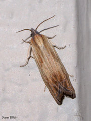 Eucosma umbrastriana