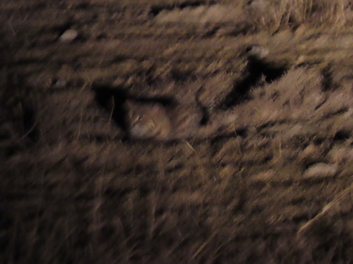Black-footed Cat (Felis nigripes)