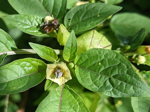 Physalis angulata