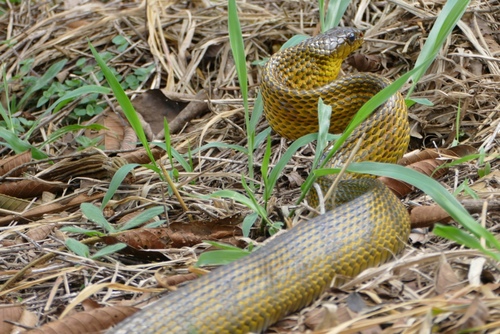 Photo of a Amazon Puffing Snake (Spilotes sulphureus)