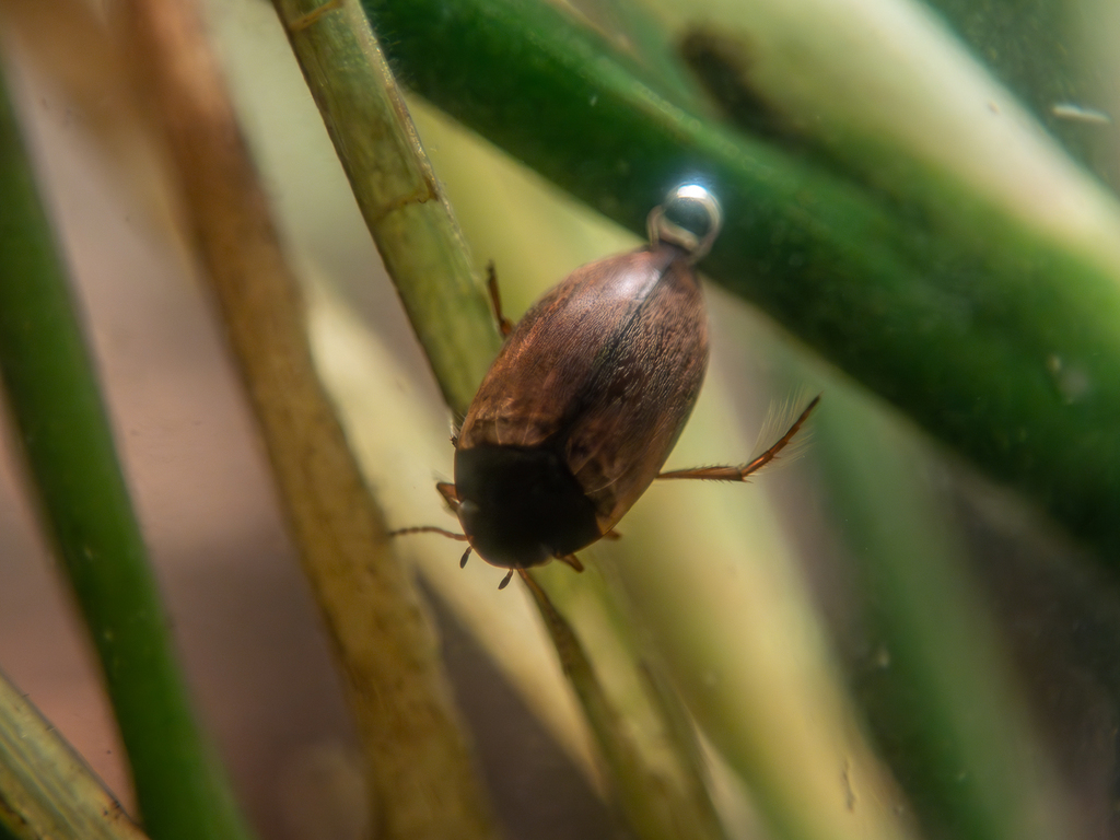 Hydroporus from Kallhäll, Sweden on November 16, 2023 at 1200 AM by