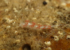 Coryphella cooperi