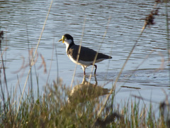 Vanellus miles novaehollandiae