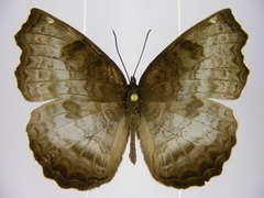 Ariadne enotrea suffusa