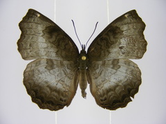 Ariadne enotrea suffusa