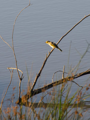 Ptilotula penicillata