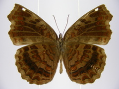 Ariadne enotrea suffusa