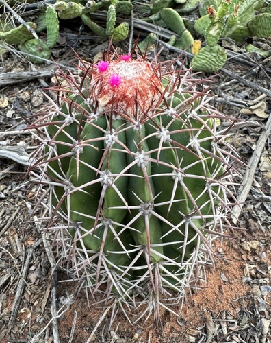 Melocactus zehntneri