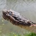 Snake Fungal Disease - Photo (c) Andrew Brinker, some rights reserved (CC BY-NC)