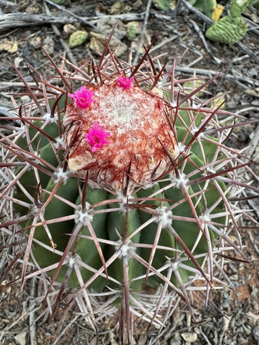 Melocactus zehntneri