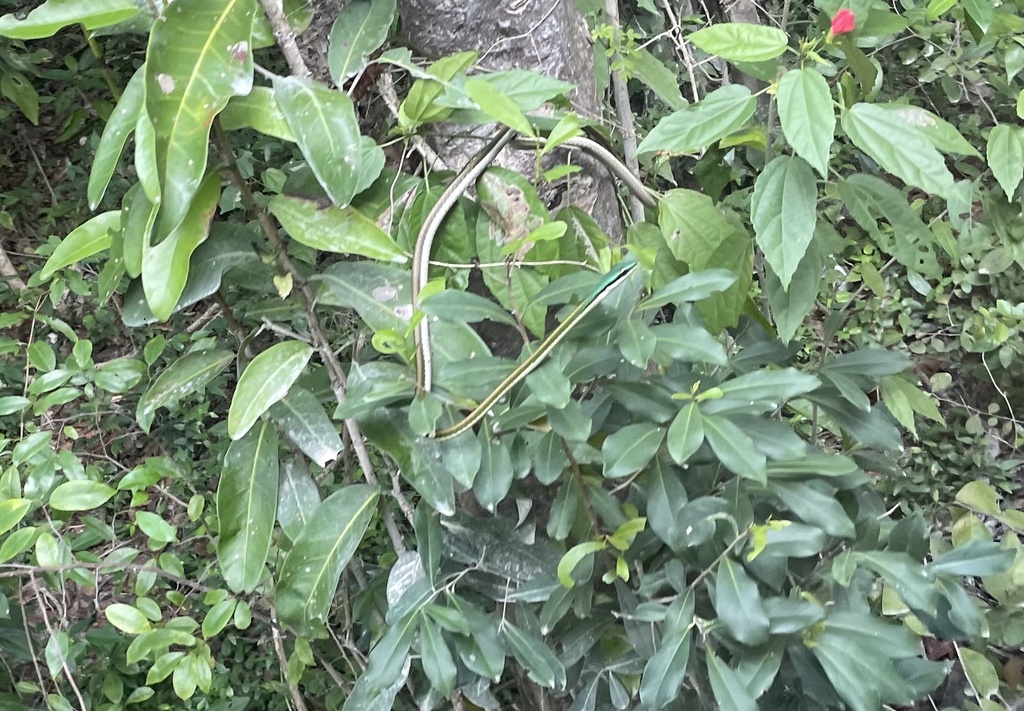 Mexican Parrot Snake from Tulum, Q. Roo., MX on December 6, 2023 at 02