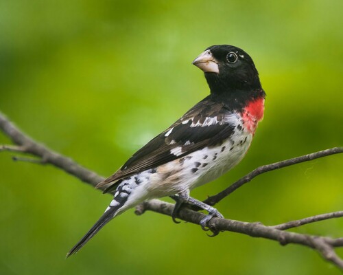 Rose-breasted Grosbeak (Pheucticus ludovicianus), a lookalike recorded in Florida