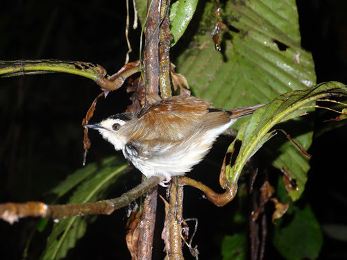 Striped Wren-Babbler (Kenopia striata), photo 10