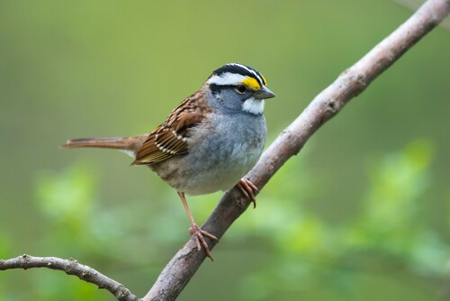 White-throated Sparrow photographed in Michigan