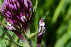 Castilleja densiflora