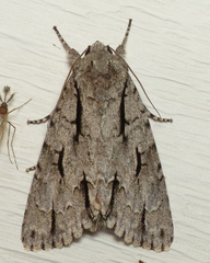 Acronicta lobeliae