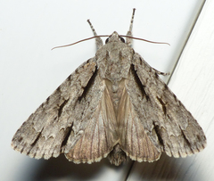 Acronicta lobeliae