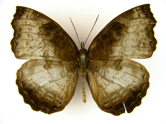 Ariadne enotrea suffusa