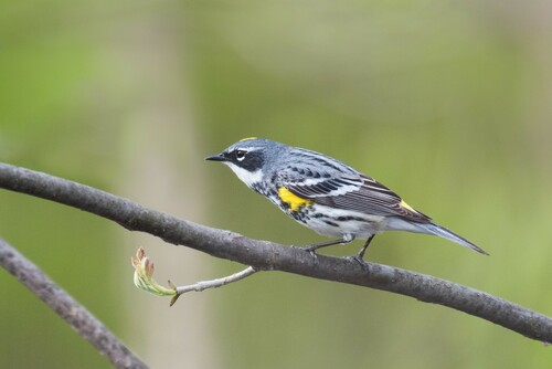 Yellow-rumped Warbler photographed in Ohio