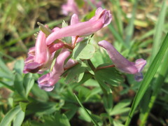 Corydalis solida