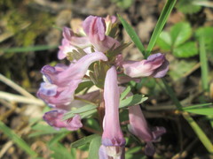 Corydalis solida