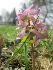 Corydalis solida