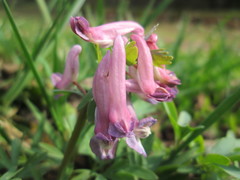 Corydalis solida