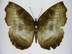 Ariadne enotrea suffusa